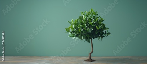 A small tree is growing from a seedling in a pot photo