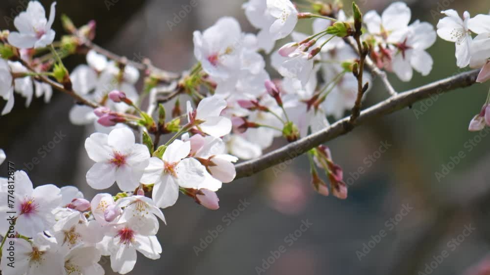 White cherry blossom in springtime White cherry blossom in springtime