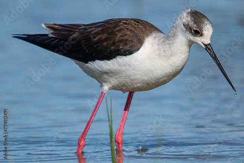 Black-winged Himantopus himantopus Recurvirostridae family and genus Himantopus common bird in aiguamolls emporda girona spain photo