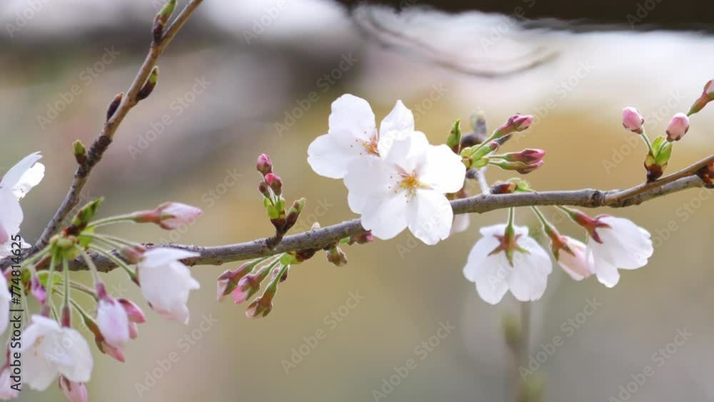 White cherry blossom in springtime White cherry blossom in springtime