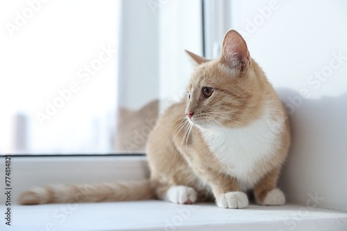 Cute ginger cat lying on windowsill at home