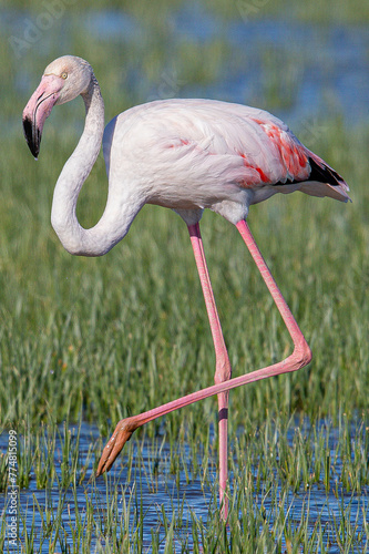 The greater flamingo (Phoenicopterus roseus) is the most widespread and largest species of the red flamingo family Common in aiguamolls emporda girona spain europe