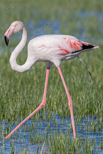 The greater flamingo (Phoenicopterus roseus) is the most widespread and largest species of the red flamingo family Common in aiguamolls emporda girona spain europe