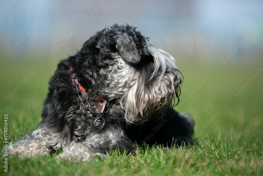 miniature schnauzer in green grass miniature schnauzer in green grass