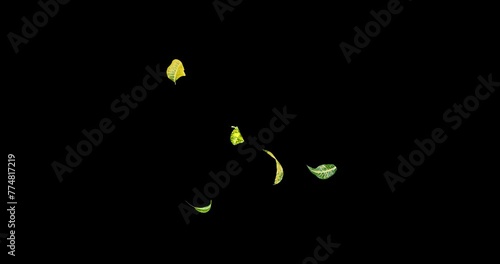 Yellow and Green leaves decorative wood flying with the wind slow motion isolated on black background