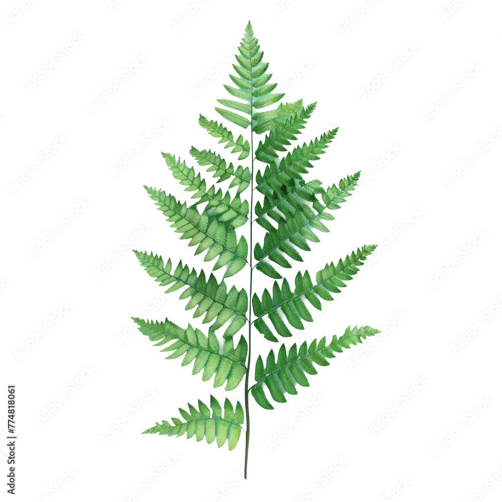 A close up of a fern leaf on a Transparent Background