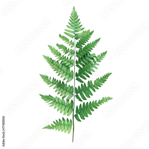 A close up of a fern leaf on a Transparent Background