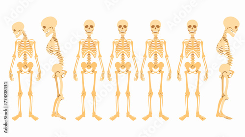 Osteoporosis bones human flat vector isolated on white