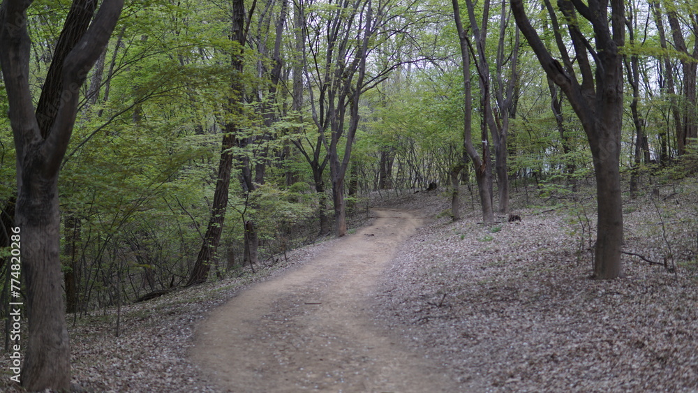 Fototapeta premium 숲속 