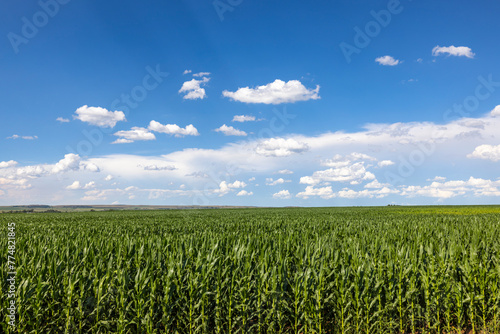 Green maize fields with white clouds and blue skies