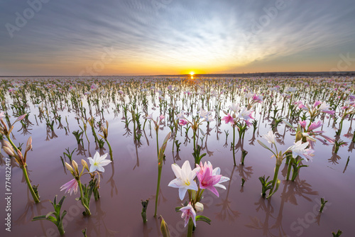 Lilies in water at sunset