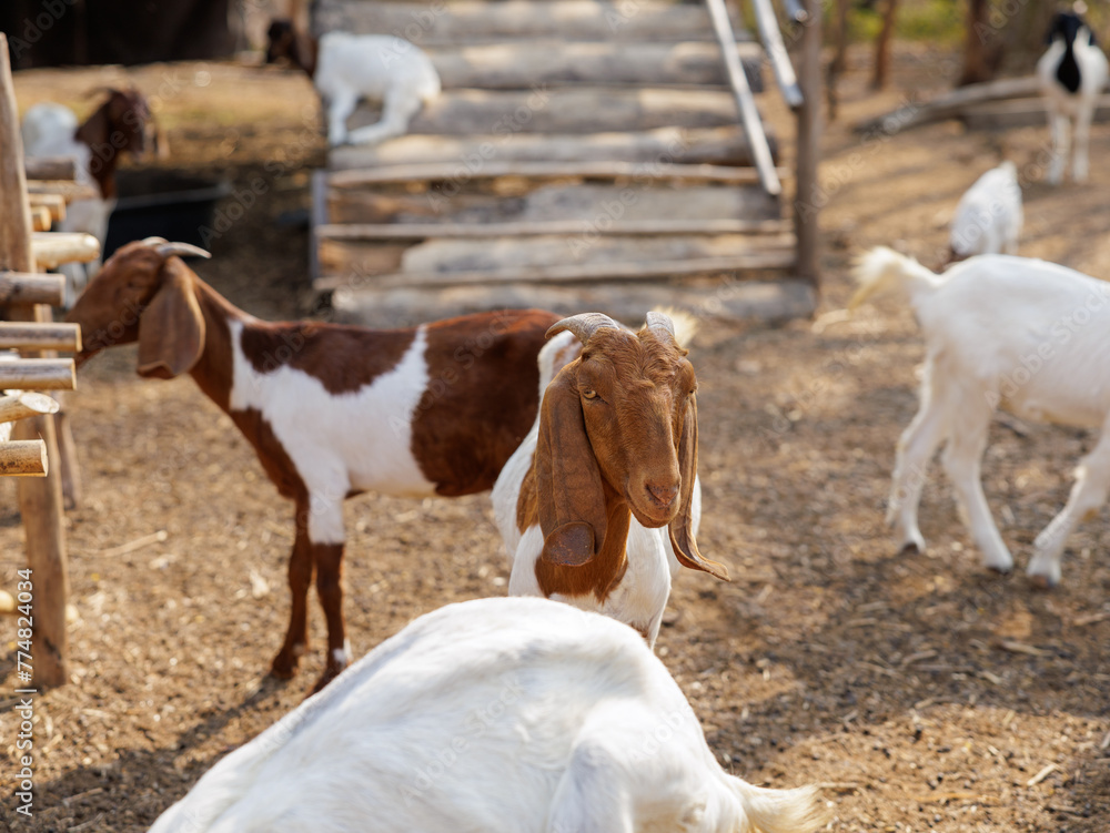 goat in barn middle of field