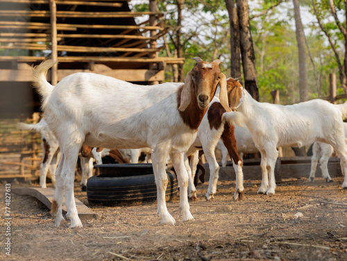 goat in barn middle of field