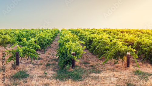 Barossa Valley wine region vineyards at sunset time, Tanunda, South Australia