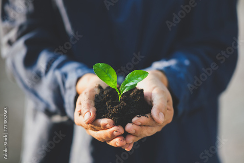 Hands holding green seedling growing in soil. Ecology concept.
