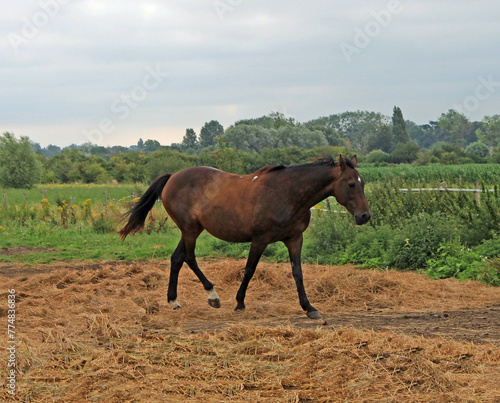 Normandie, cheval dans la campagne 