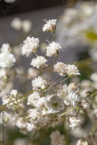 Close-up of a delicate gypsophila flower in bloom