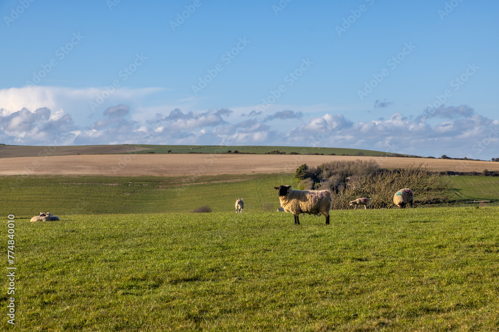 Sheep and lambs grazing in rural Sussex,with selective focus