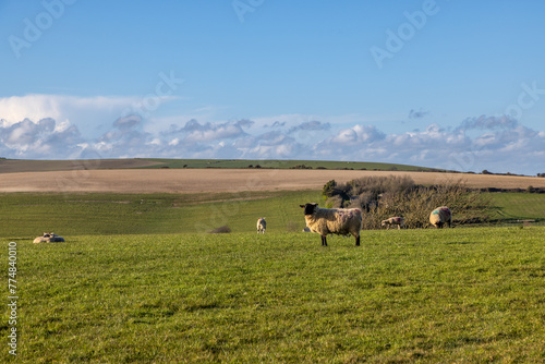 Sheep and lambs grazing in rural Sussex,with selective focus © lemanieh