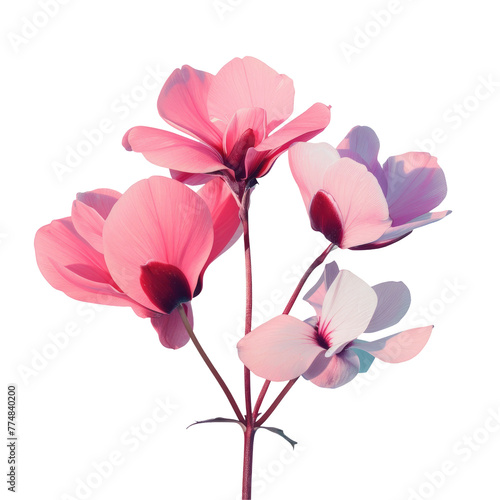 Pink flowers on stem in transparent bgness