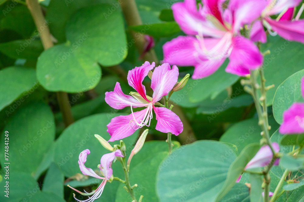 Pink Bauhinia flower blooming on tree close up