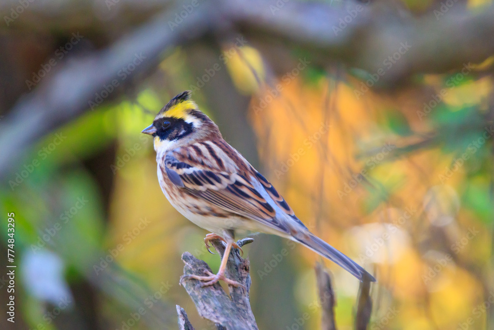 Fototapeta premium yellow-throated bunting sitting on a tree branch in the forest. 노란턱멧새.