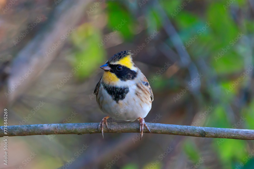 yellow-throated bunting sitting on a tree branch in the forest. 노란턱멧새. yellow-throated bunting sitting on a tree branch in the forest. 노란턱멧새.