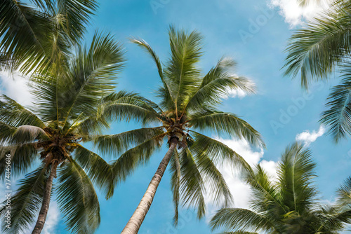 coconut tree © Umair