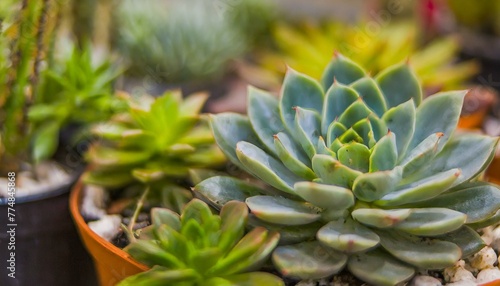 Rustic wooden table adorned with a cluster of colorful Echeveria succulents plants 