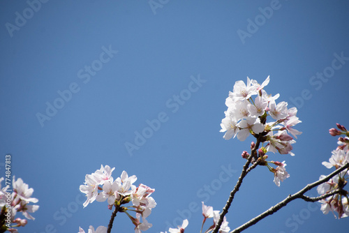 桜の枝