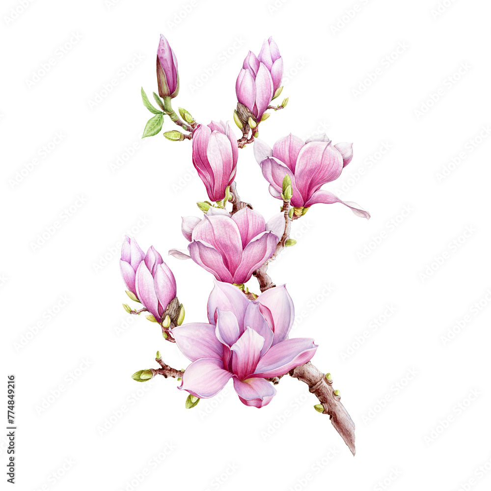 Magnolia branch with flowers watercolor illustration. Hand painted vintage style spring tender blossoms on the twig. Pink magnolia on white background