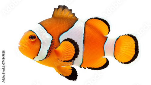Clown Fish on Transparent Background