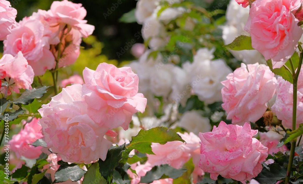 pink rose in full blooming	
