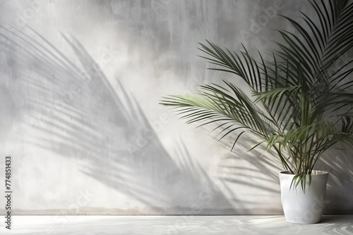 Tropical background. A potted palm tree against a gray wall. Minimalistic home interior or design. Copy space.  photo