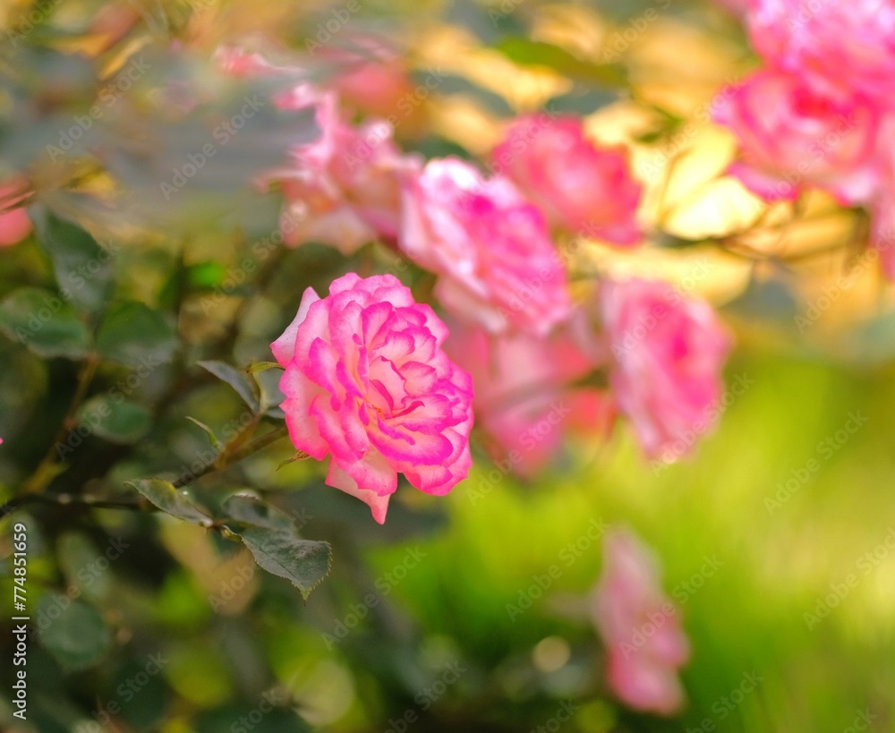 pink rose in full blooming