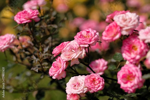 pink rose in full blooming	