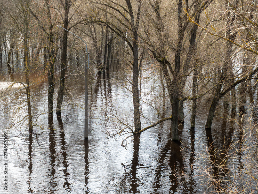 flooded forest in early spring, flooded trees in the water flooded forest in early spring, flooded trees in the water