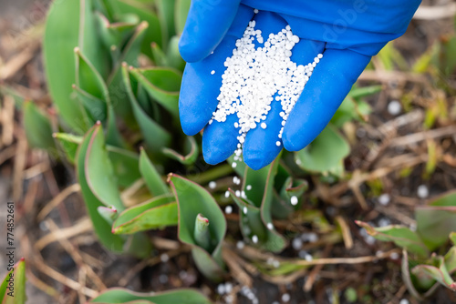 Close up of hand in blue medical glove fertilizing a young plant, sprinkling fertilizer it on young green sprouts. Gardening in spring, fertilizing the soil, growing the flowers concepts photo