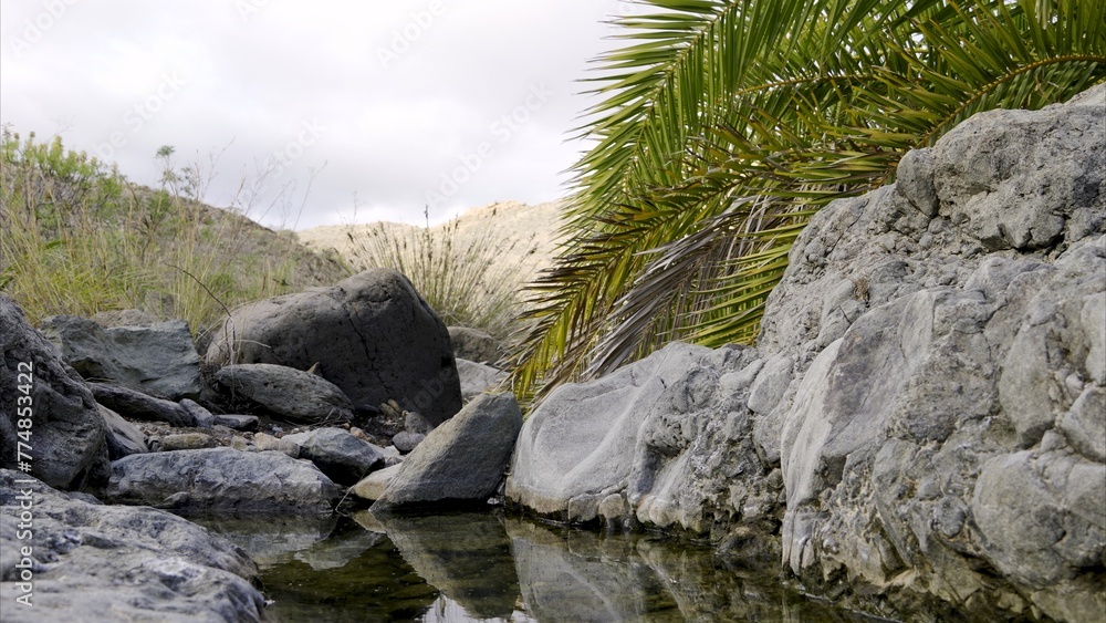 The little water from the stream reflects the stones and the thirsty palm tree on the surface. Climate change concept