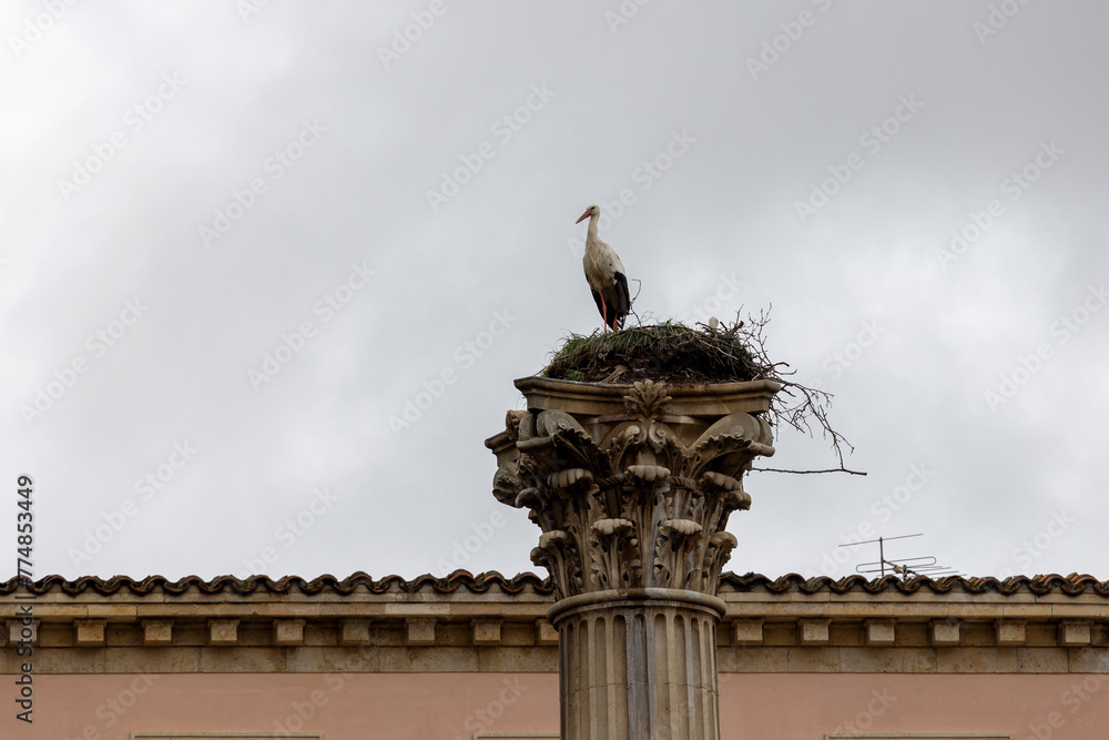 White stork perched in its nest. White stork perched in its nest.