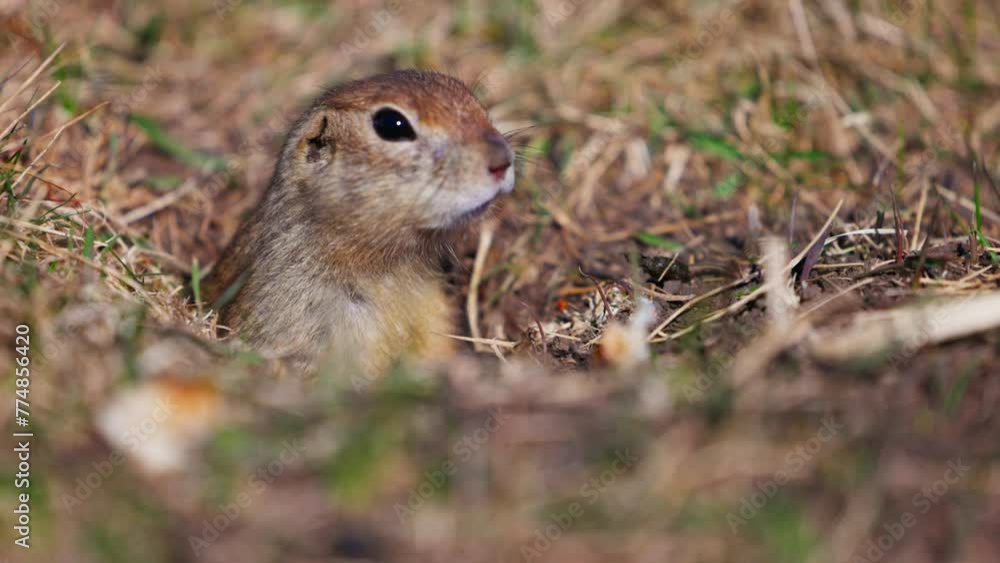 Funny gopher looks out of the hole, little ground squirrel or little suslik, Spermophilus pygmaeus is a species of rodent in the family Sciuridae. Suslik in wildlife. Slow motion video Funny gopher looks out of the hole, little ground squirrel or little suslik, Spermophilus pygmaeus is a species of rodent in the family Sciuridae. Suslik in wildlife. Slow motion video