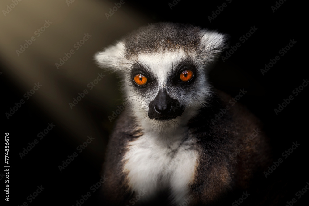 Naklejka premium Portrait of young ring-tailed lemur, Lemur catta, sitting in dark forest lighted by sun rays. Primate with beautiful orange eyes. Endangered animal. Wildlife. Cute mammal. Habitat Madagascar, Africa.