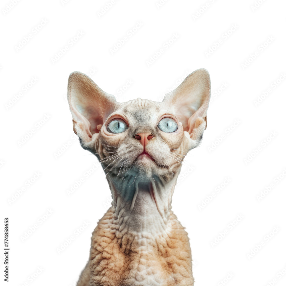 A cat with piercing blue eyes gazing upwards