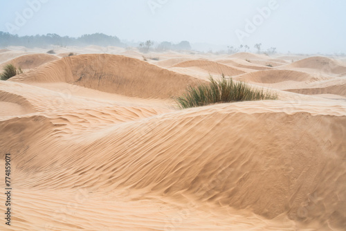 wind on sand dune of the Sahara - southern Tunisia