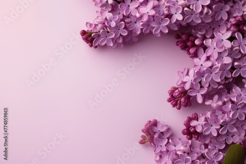 Cluster of fragrant lilac flowers artistically arranged on a soft pastel pink background with copy space. Lilac Flowers on Pastel Pink Background © Anatolii