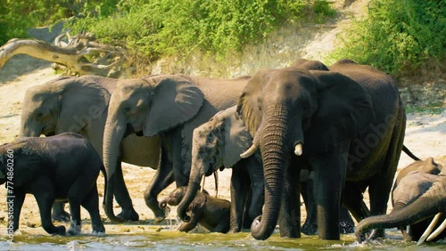 Close up of African Elephants (Loxodonta) herd walking in the water at Chobe river. Chobe National Park, Botswana, South Africa 