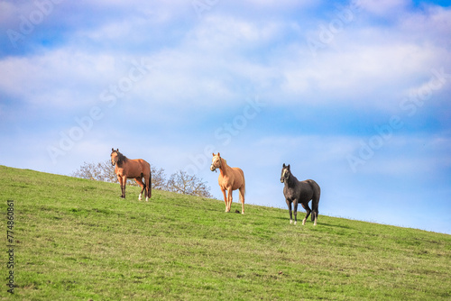 Pferde auf einer Koppel, einer Wiese an einem Hang oder Berg