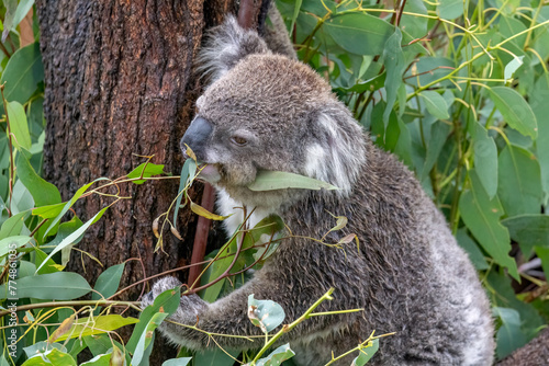 Fototapeta Naklejka Na Ścianę i Meble -  Close-up of a Koala (Phascolarctos cinereus) feeding on eucalyptus leaves while sitting on a tree branch, green foliage in the background. Koalas are native Australian marsupials.