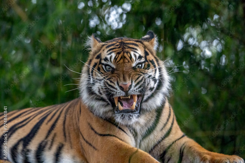 Close-up portrait of a Sumatran Tiger (Panthera tigris sumatrae) looking at camera, its mouth open and frowning, displaying its teeth with an aggressive stance.