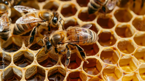 close up of comb, bees © Cedric